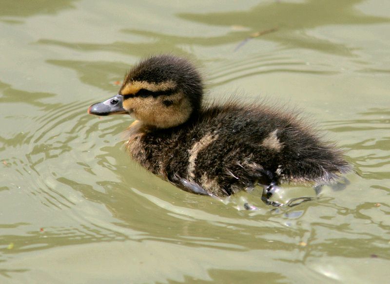 slackajack duckling